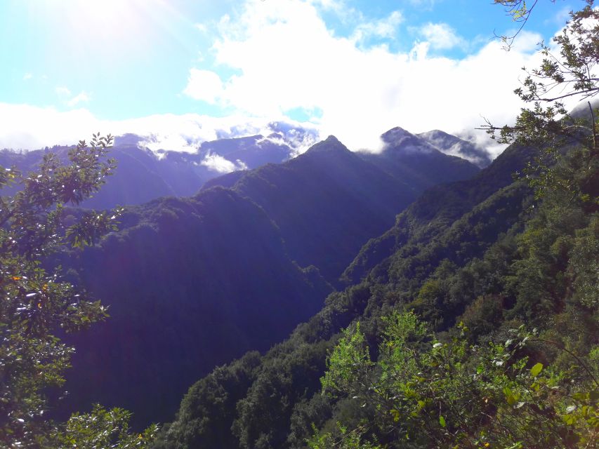 From Funchal: São Jorge Valleys Levada Walk - The plant lesson: Native herbs and medicinal plants with a real guide