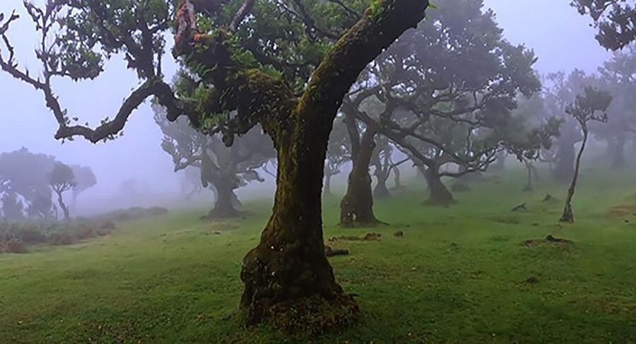 From Funchal: West Madeira Waterfalls and Fanal Forest Tour - Key highlights worth waking up for