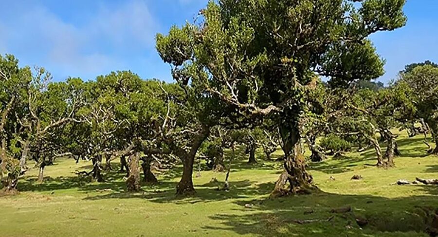From Funchal: West Madeira Waterfalls and Fanal Forest Tour - Price and value: why about $33 can still feel fair