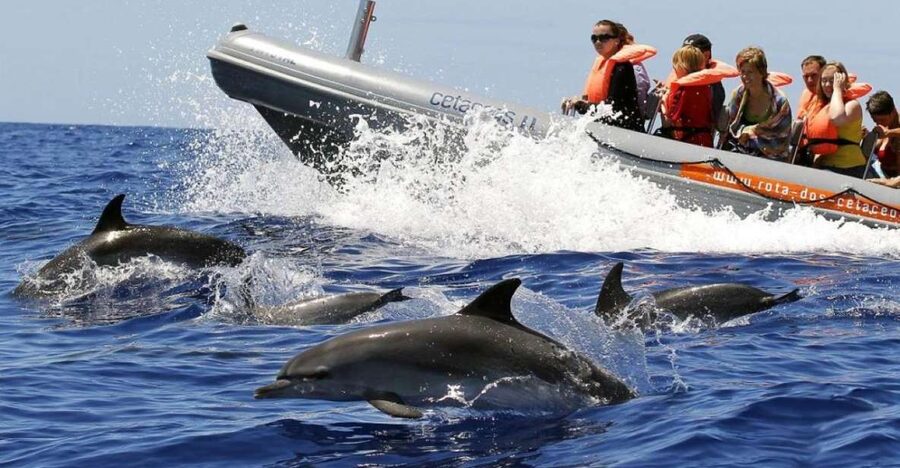 From Funchal: Whale and Dolphin Watching - Quick Hits on This Madeira Whale and Dolphin Tour