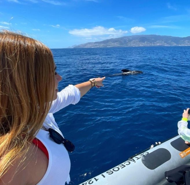 From Funchal: Whale and Dolphin Watching - Respect for Wildlife: The Quiet Rules That Matter