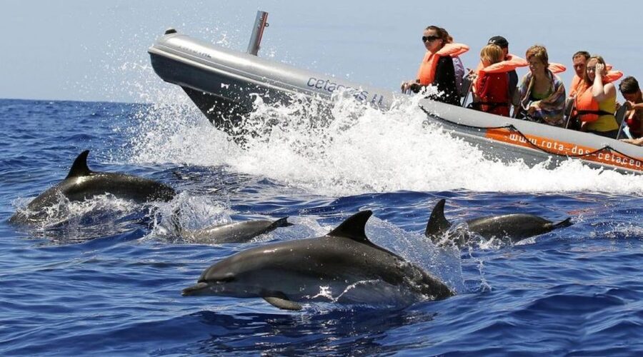 From Funchal: Whale and Dolphin Watching - Madeira Cetaceans from Funchal: What You’re Really Signing Up For