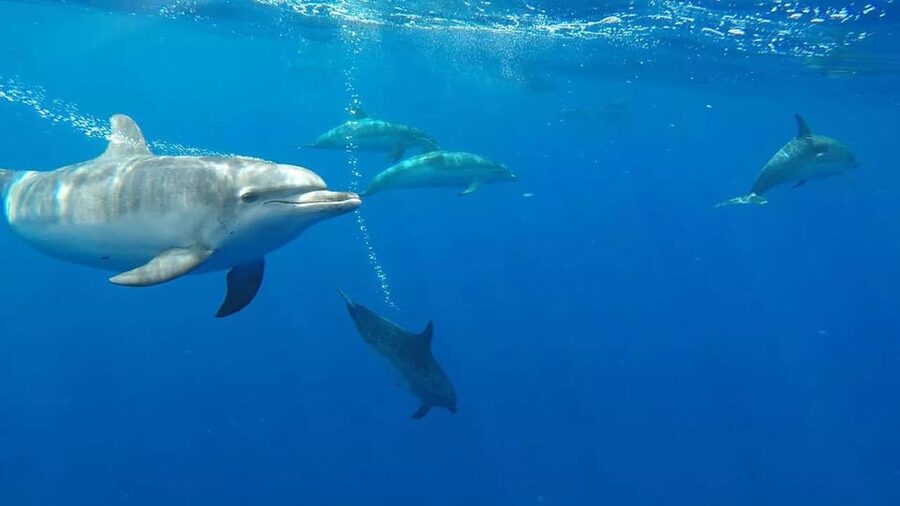 From Funchal: Whale and Dolphin Watching - Swimming With Dolphins: It’s Included, But Conditions Decide