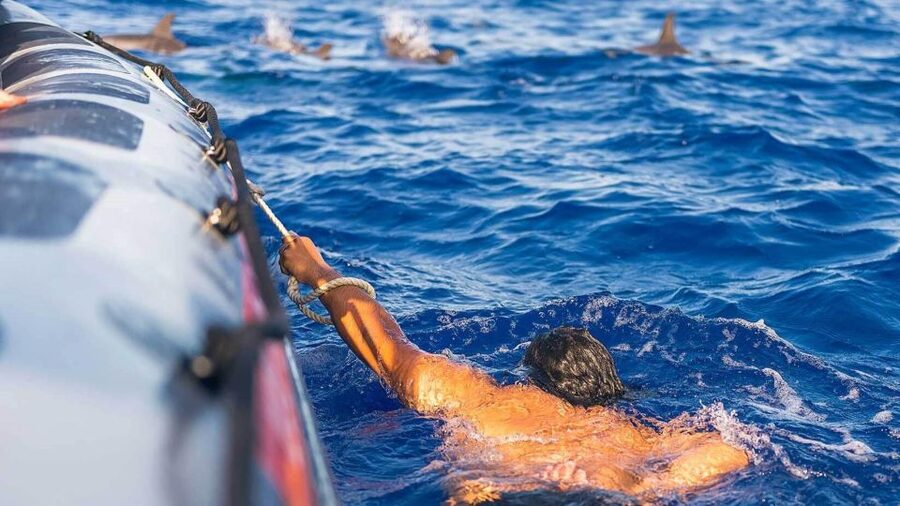 From Funchal: Whale and Dolphin Watching - Boat Ride Reality Check: Fast, Fun, and Often Wet