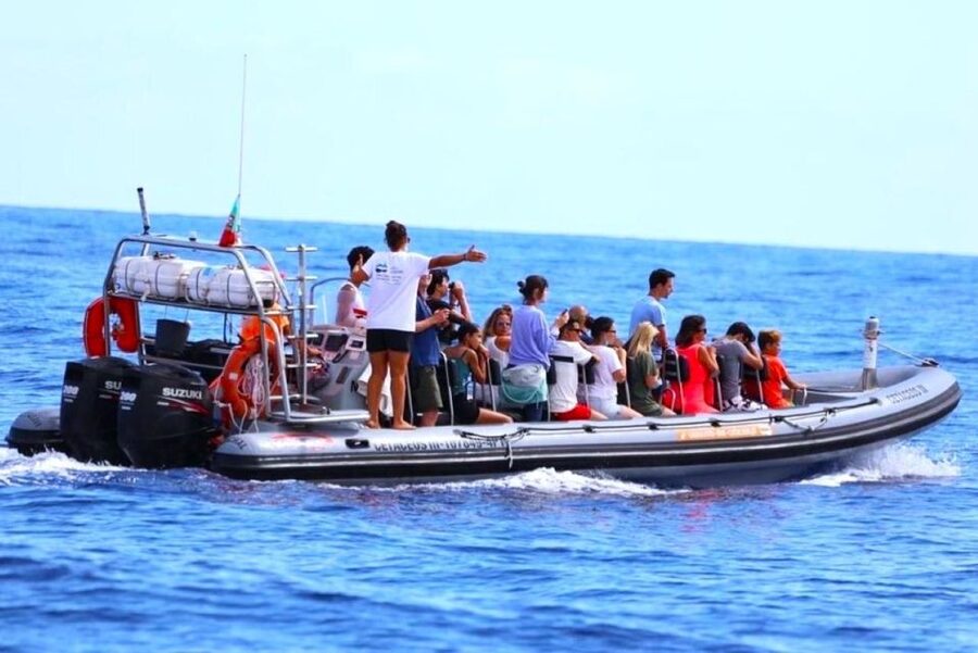 From Funchal: Whale and Dolphin Watching - What You Might See Off Madeira: Species to Watch For