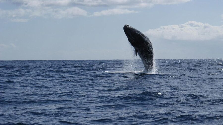 From Funchal: Whale and Dolphin Watching - Value for $56: Why the Setup Feels Fair