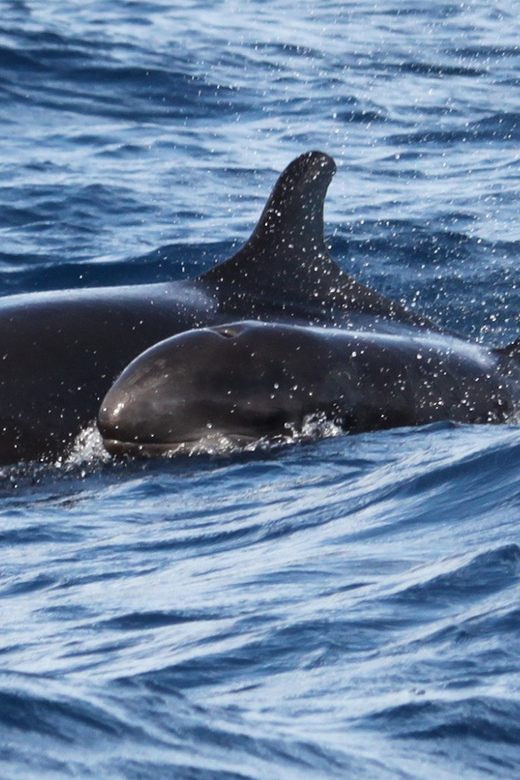 From Funchal: Whales and Dolphin Adventure Tour - Funchal speedboat whale-watching: why this feels more personal