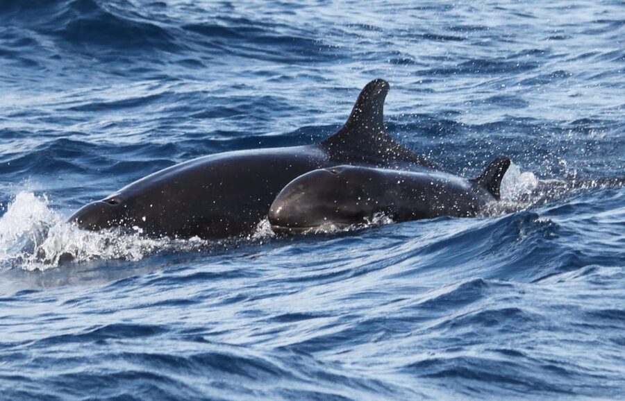 From Funchal: Whales and Dolphin Adventure Tour - Spotting whales and dolphins: what 99% means in real life