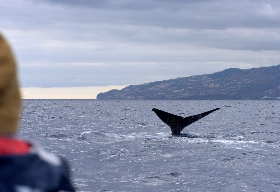 From Machico: Madeira Whale and Dolphin Watching Boat Tour - Key highlights you’ll actually feel