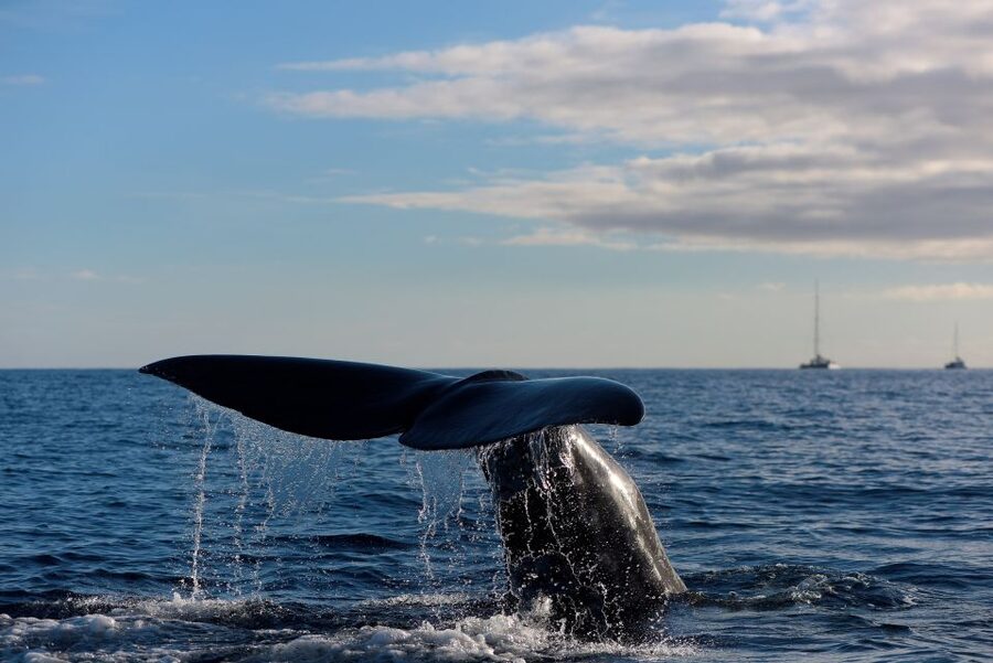 From Machico: Madeira Whale and Dolphin Watching Boat Tour - Meeting at Marina Machico: Setup Before You Go Offshore