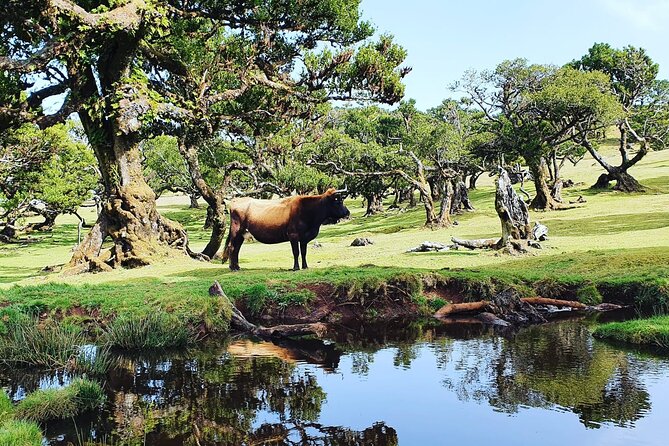 Full Day Jeep Safari Tour to Porto Moniz and Cabo Girão - Porto Moniz Natural Pools and Lunch: Where the Day Feels Like a Reward