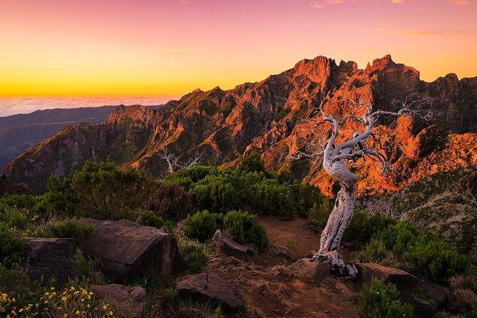 Full Day Madeira Island Tour - Open Roof - Cabo Girão skywalk: the 580-meter reason this tour has a pulse