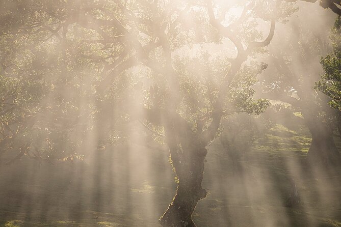 Full Day Madeira Island Tour - Open Roof - Fanal forest: the centuries-old feel near Porto Moniz