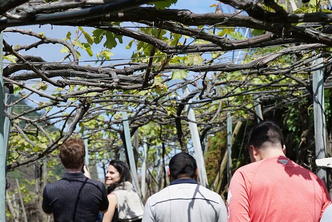 Full-Day Madeira Wine Tasting Tour with Lunch - Lunch Paired to the Day (And the Best Part Isn’t Just the Food)