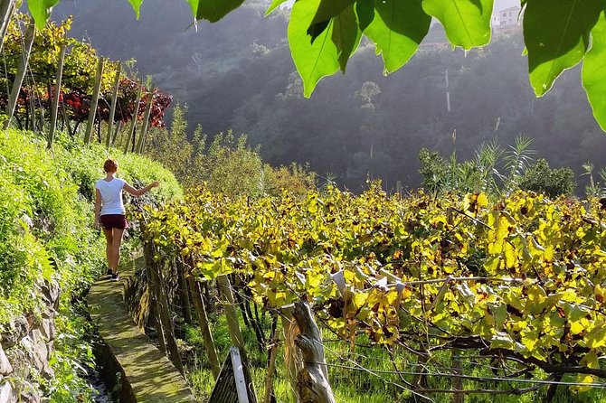 Full-Day Madeira Wine Tasting Tour with Lunch - Pickup, Start Time, and How the Day Flows