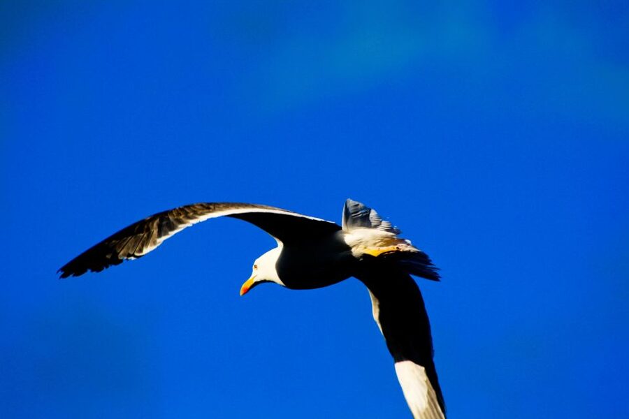 Full Day Ponta de São Lourenço - Natural Reserve - The guided walk to the turn-around: what the 6 km really feels like