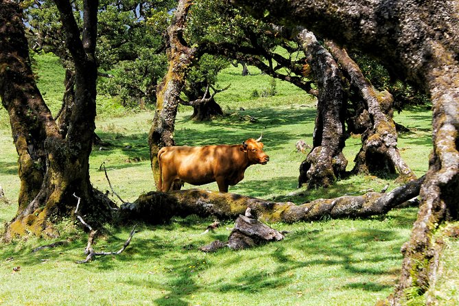 Full Day Private 4x4 Tour in West Madeira with Local Guide - Price and what you actually get for $505.23 per group