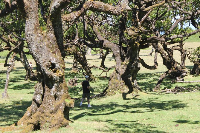 Full-Day Small Group Jeep Safari Tour from Funchal - What you’ll actually see: route-based stop highlights