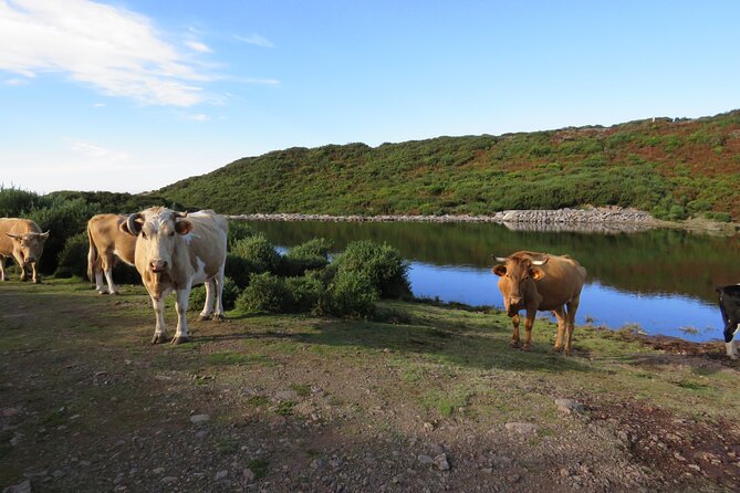 Full Day Tour in 4x4 Jeep to Porto Moniz and Fanal - Serra de Água and Water Country Feel