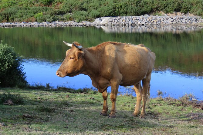 Full Day Tour in 4x4 Jeep to Porto Moniz and Fanal - Porto Moniz: The Natural Swimming Pools Break