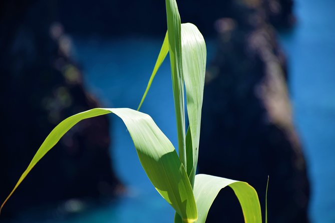 Full Day Tour of Madeira West - Porto Moniz: volcanic pools and the main lunch anchor