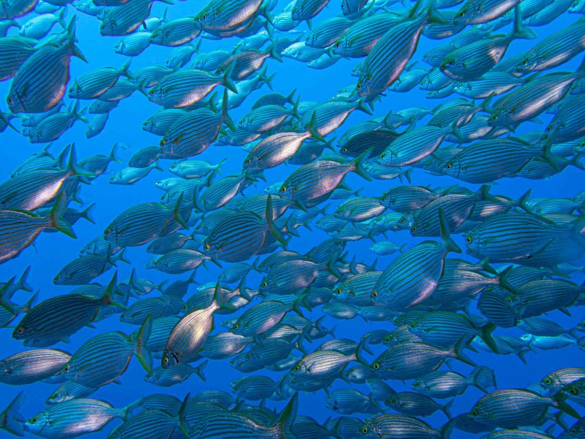 Funchal: Advanced Scuba Diving Afonso Cerqueira Wreck - Who this scuba wreck session suits best (and who should skip it)