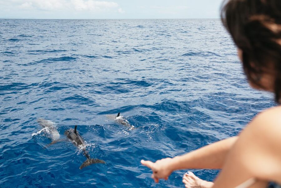 Funchal Bay: Dolphin & Whale Watch Luxury Catamaran Cruise - Should You Book This Funchal Bay Dolphin & Whale Cruise?