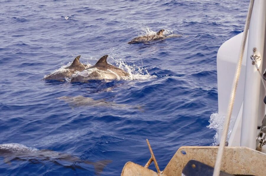 Funchal Bay: Dolphin & Whale Watch Luxury Catamaran Cruise - Value at Around $47: Premium Comfort Without a Premium Detour