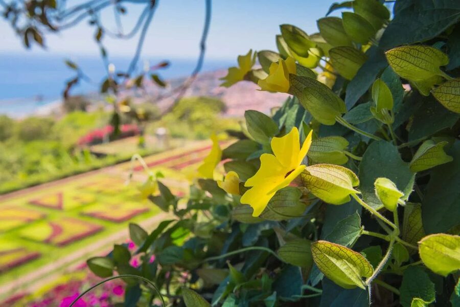 Funchal: Botanical Garden and Old Town Private Tuk-Tuk Tour - FAQ