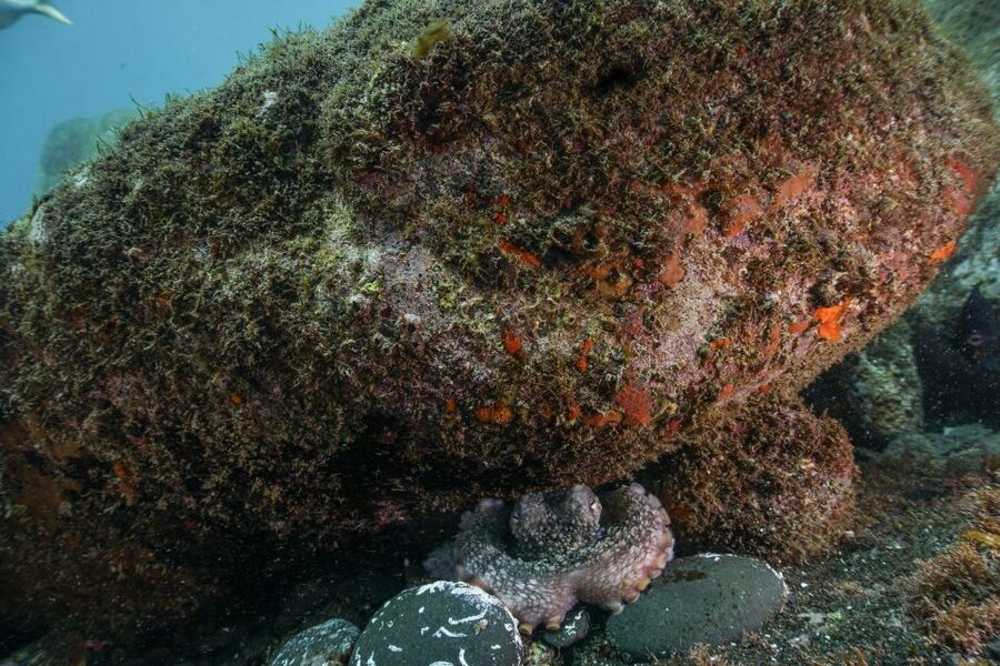 Funchal: Certified Scuba Diving, Guided Tour - Key things to know before you go
