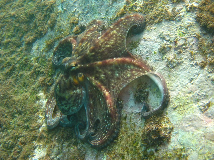 Funchal: Certified Scuba Diving, Guided Tour - Who should book this and who should skip it