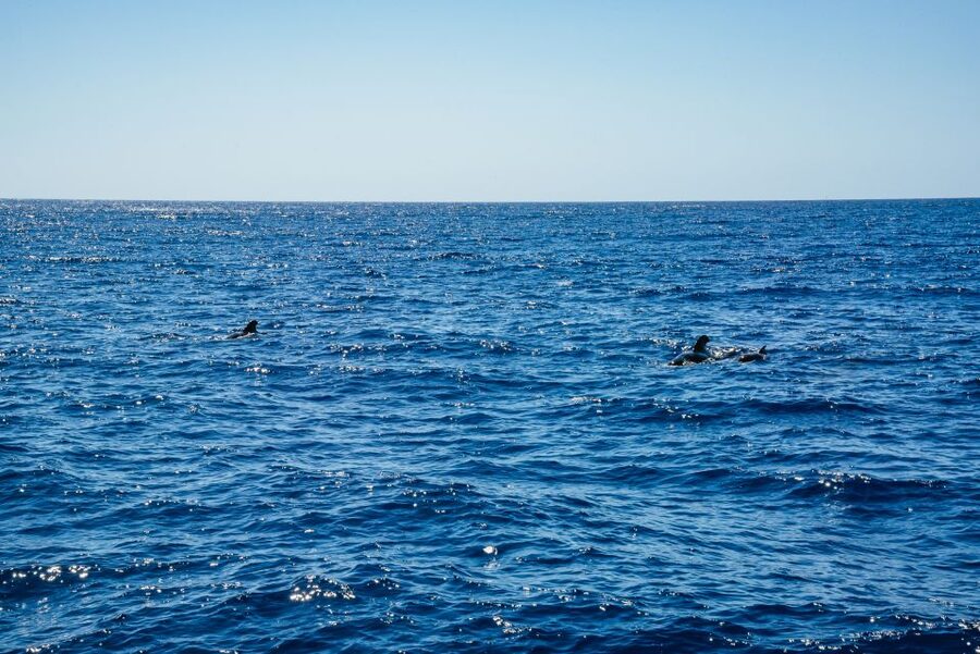 Funchal: Dolphin and Whale Watching by Luxury Catamaran - Who This Trip Fits Best in Madeira