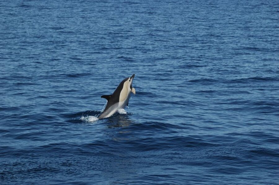 Funchal: Dolphin and Whale Watching Catamaran Cruise - From Funchal Marina to open water fast