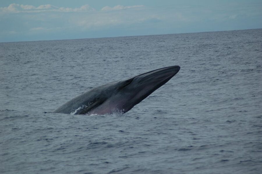 Funchal: Dolphin and Whale Watching Catamaran Cruise - The search for dolphins, whales, and turtles (and how the crew handles it)