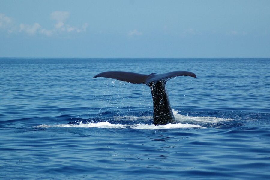 Funchal: Dolphin and Whale Watching Catamaran Cruise - Who should book this Madeira catamaran cruise