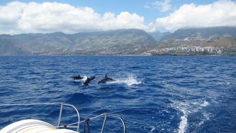 Funchal: Dolphin and Whale Watching Catamaran Cruise - Cabo Girão: where the water looks good enough to jump in