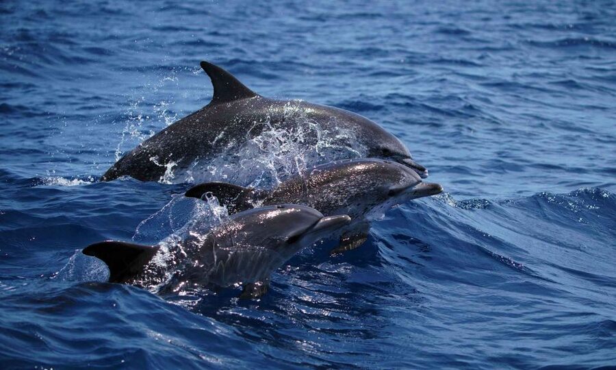 Funchal: Dolphin and Whale Watching Cruise - Key things that make this cruise worth your time