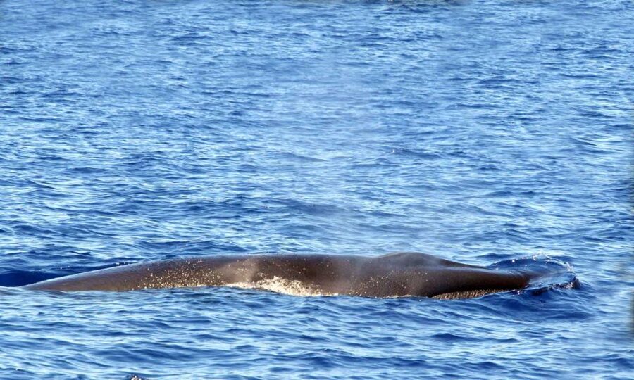 Funchal: Dolphin and Whale Watching Cruise - Should you book this Dolphin and Whale Watching Cruise from Magic Dolphin?