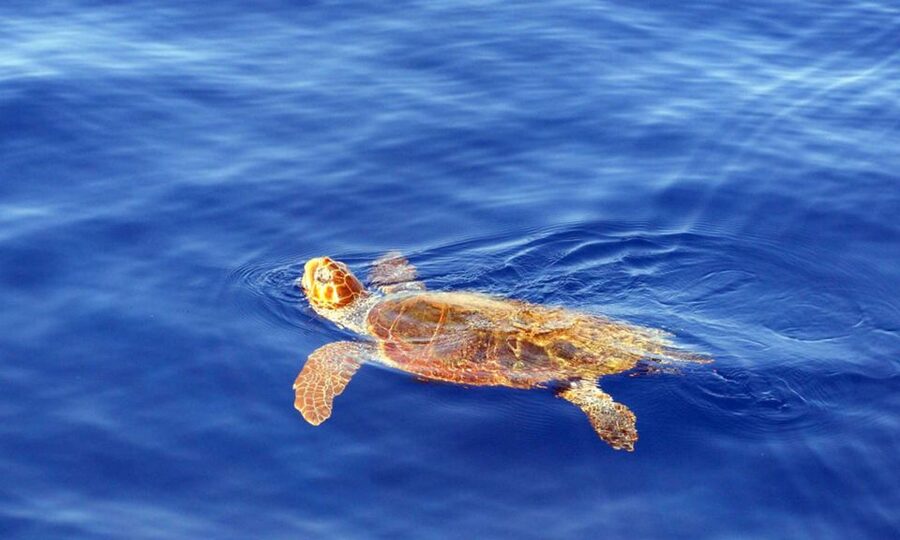 Funchal: Dolphin and Whale Watching Cruise - Madeira coastline sightseeing from sea level: the view is part of the deal