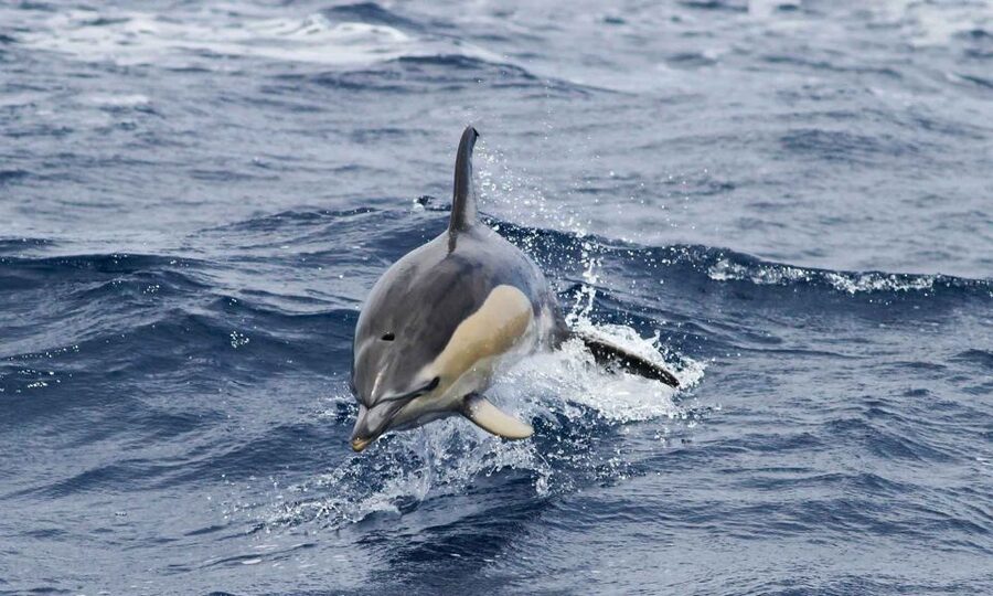 Funchal: Dolphin and Whale Watching Cruise - Comfort, spray, and motion: what to bring so the ride stays fun