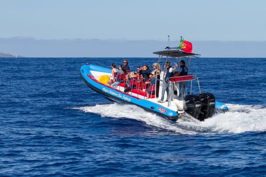 Funchal: Dolphin and Whale Watching Cruise - Price and value (about $58): why the guarantee changes the math