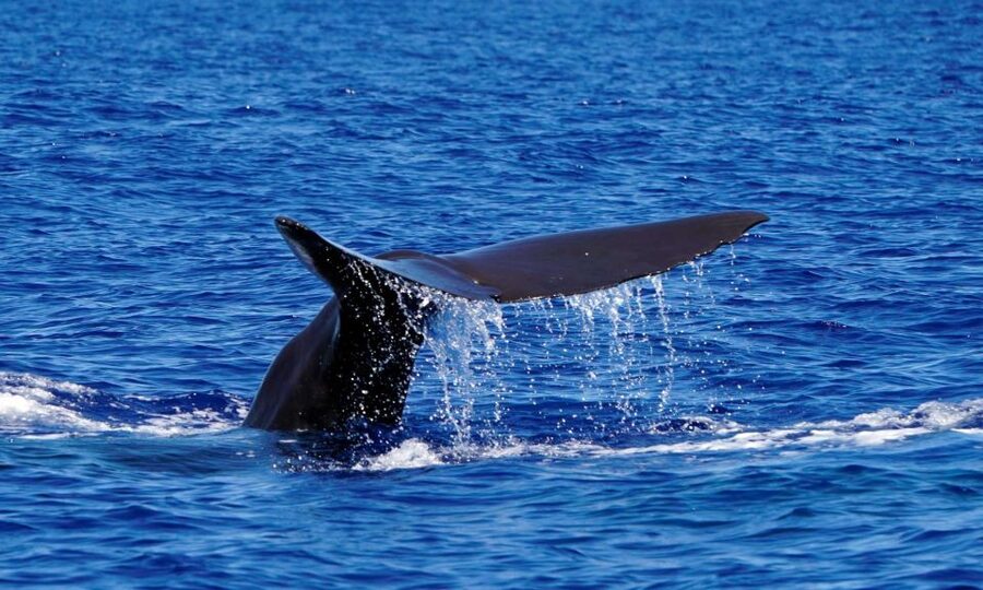 Funchal: Dolphin and Whale Watching Cruise - Wildlife watching you can actually manage: time on animals, not time in traffic
