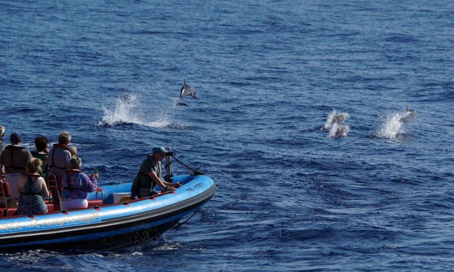 Funchal: Dolphin and Whale Watching Cruise - When this tour fits best (and when it won’t)