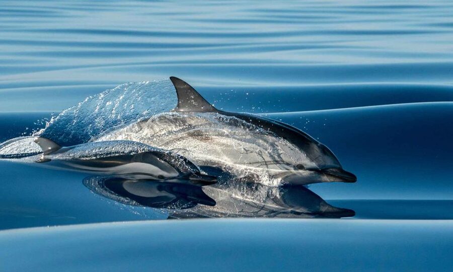 Funchal: Dolphin and Whale Watching Cruise - Marine biologist on board: what the commentary actually helps you notice