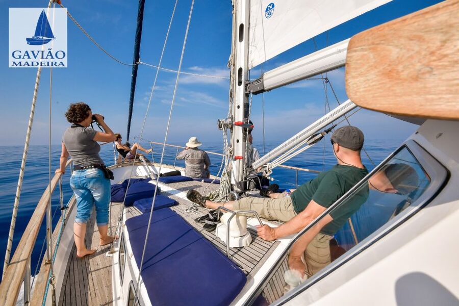 Funchal: Dolphin and Whale Watching Sailing Trip - Who should book this, and who should skip it