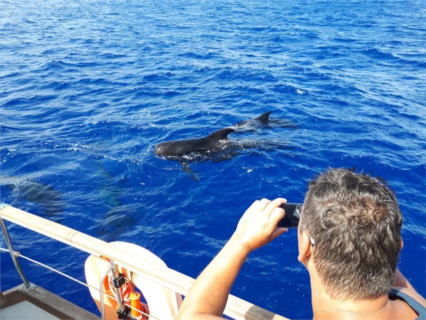 Funchal: Dolphin and Whale Watching Sailing Trip - Should you book this Funchal dolphin and whale sailing trip?