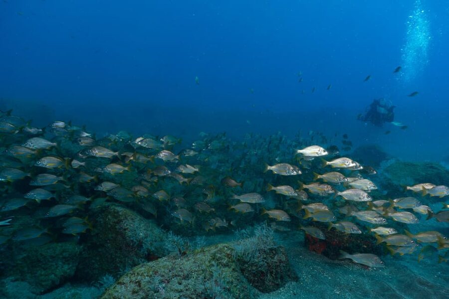 Funchal: DPV- Scooter Dive Adventure - DPV underwater scooters: why this feels fast (in a good way)