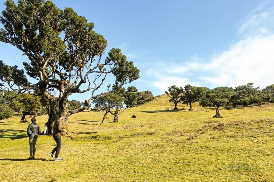 Funchal: Enchanted Terraces, Porto do Moniz & Fanal 4WD Tour - From Funchal to the northwest in an open-top 4x4