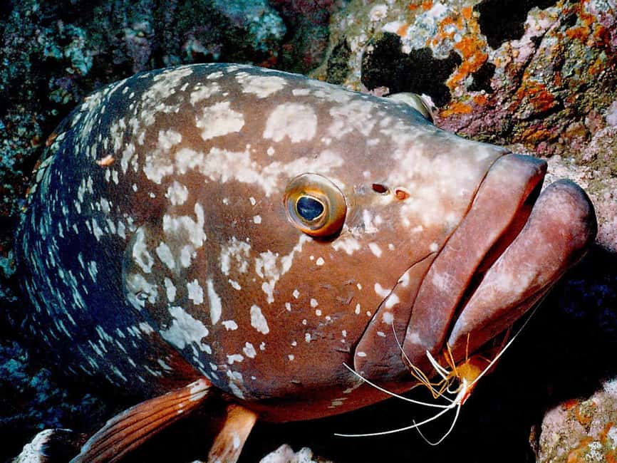 Funchal: Garajau national park - certified divers - Key things I’d plan for