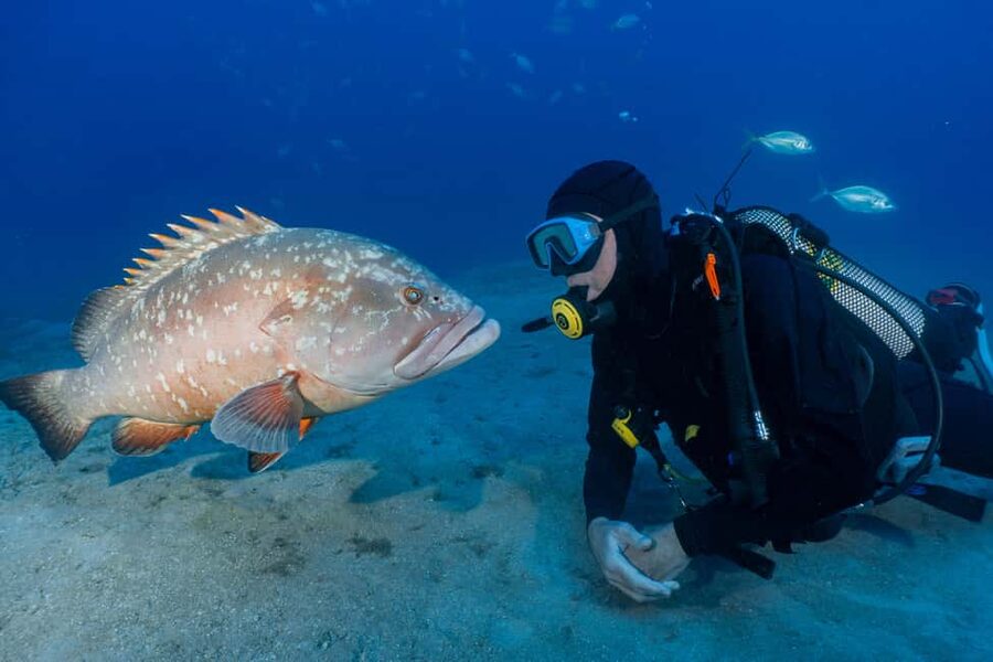 Funchal: Garajau national park - certified divers - The boat cruise east from Funchal: a short ride, big payoff